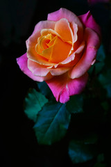 Obrazy na Szkle  piękna żółto-różowa róża na czarnym tle zbliżenia