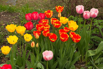 Obraz premium Tulips in a garden 
