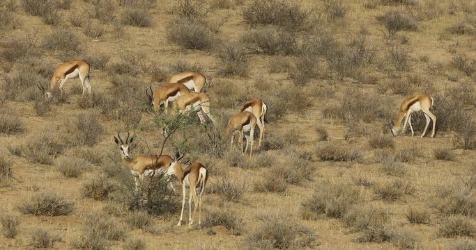 Springbok antelopes (Antidorcas marsupialis) feeding on a sand dune, Kalahari desert, South Africa