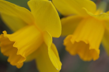 Obraz premium Blossoms of daffodils in a garden 