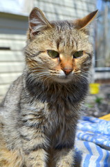 Маленький красивый кот сидит на улице