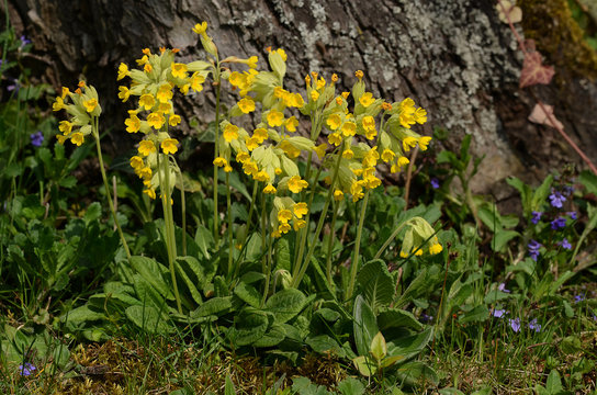 Echte Schl&uuml;sselblume; Wiesenschl&uuml;sselblume; primula veris;