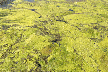 Algae polluted river water on the lake