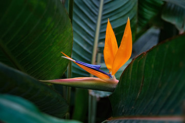 Fototapeta premium Beautiful flower royal Strelitzia Reginae surrounded dark green leaves. Orange and dark blue flower unusual shape in form bird.