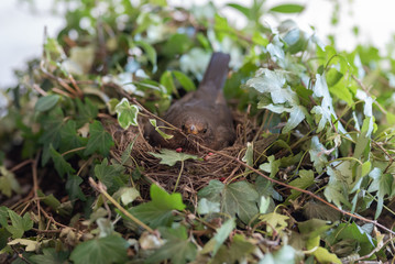 Amsel brütet im Vogelnest