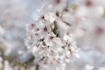 尾道の桜
