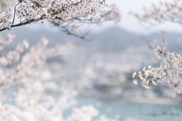 尾道の桜
