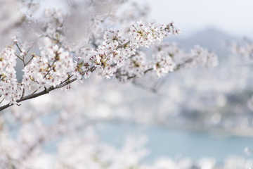 尾道の桜
