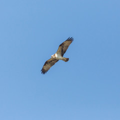 osprey bird (pandion haliaetus) flying with spread wings, blue sky