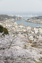 尾道の桜
