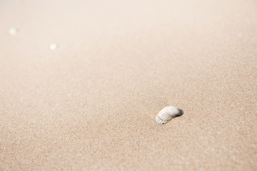 Fototapeta na wymiar Shell on the sandy beach. Macro image, shallow depth of field