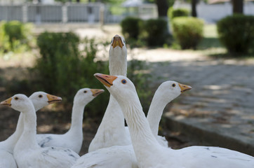 Authentic domestic ducks in the village of Bulgaria