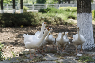 Authentic domestic ducks in the village of Bulgaria