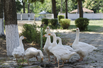 Authentic domestic ducks in the village of Bulgaria