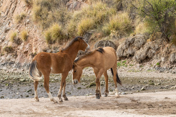 Obraz premium Pair of Wild Horses Fighting in the Arizona Desert