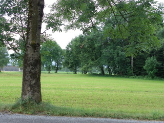 Grüne Wiese