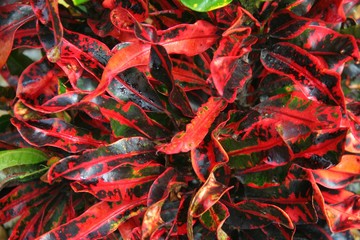 Red and Black Shiny Leaves in Garden