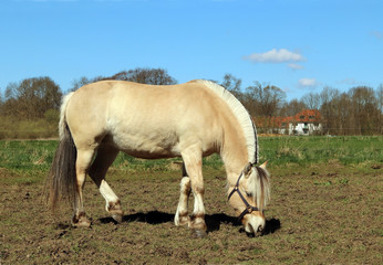 Fjord horse (Equus ferus caballus). Working farm horse.