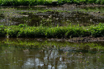 Jidayuubori park_Tokyo_14