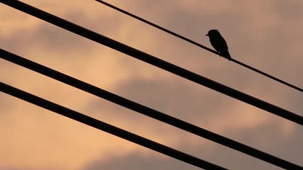 The Rice Bird Perched on The Horizontal in The Dim Sky - Powered by Adobe