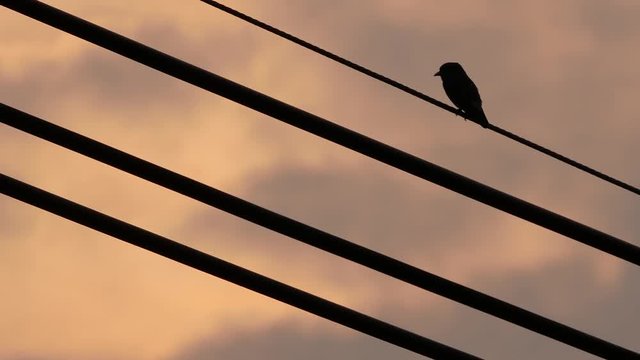The Rice Bird Perched on The Horizontal in The Dim Sky