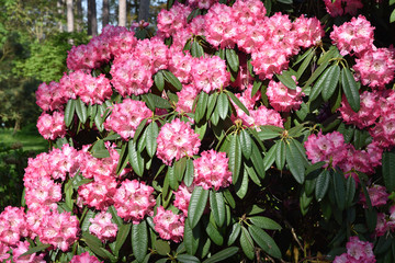 Rhodhodendron rose au jardin au printemps