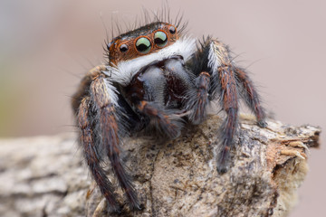 Super macro Jumping spider or Carrhotus viduus on rock