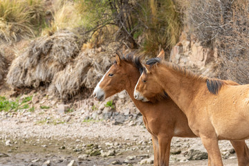 Pair of Wild Horses Fighting in the Arizona Desert