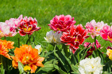 Wunderschöne gefüllte Tulpen im Frühling 