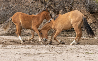 Pair of Wild Horses Fighting in the Arizona Desert