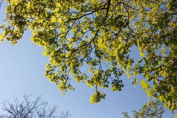 tree