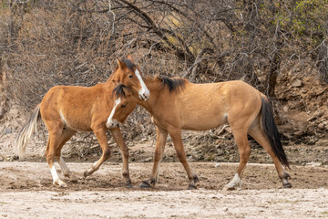 Naklejka na ściany i meble Pair of Wild Horses Fighting in the Arizona Desert