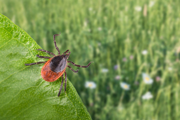Infected parasite lurks on green leaf. Ixodes ricinus. Close-up of castor bean tick when jumping on host with spring grass in background. Carrier of encephalitis and borreliosis. Selective focus.