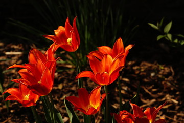rote Tulpen im Sonnenschein