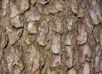seamless wood texture