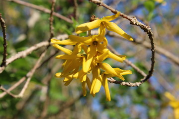 Blüten