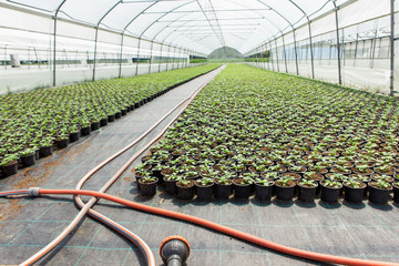 Greenhouses for growing flowers. Floriculture industry