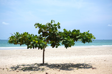Fototapeta na wymiar tree grows by the sea.