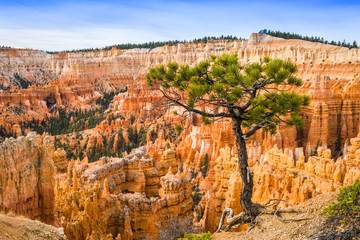 Bryce Canyon at Dawn
