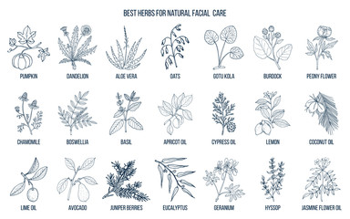 Fototapeta na wymiar Best medicinal herbs for natural facial care