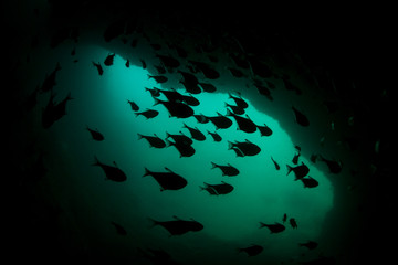 School of Sweepers in Dark Underwater Cave in West Papua