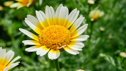 Close-up of beautiful daisy flower, blured green grass background