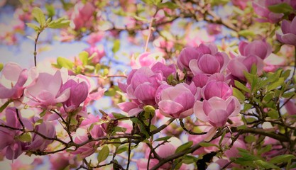 Panele Szklane Podświetlane  magnolia