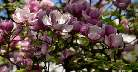 magnolia