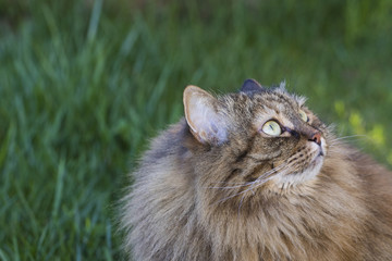 Naklejka na ściany i meble Long haired cat in a livestock's garden, siberian purebred pet, looking up