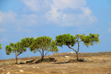 Obraz premium beautiful bright trees