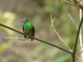 pajaro © julian