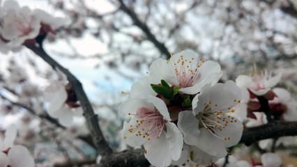 White flowers. Plum branches. Spring. Blossomed