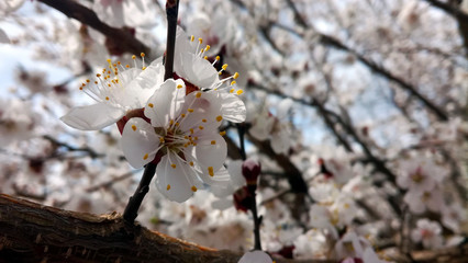 White flowers. Plum branches. Spring. Blossomed