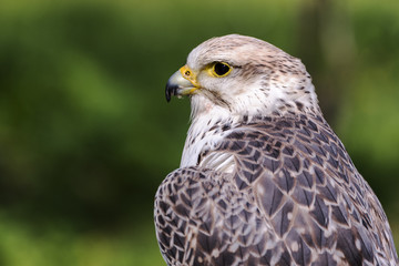 Sakerfalke